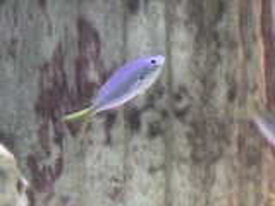 Blue Reef Aquarium Tynemouth